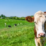 دراسة جدوى مزرعة أبقار