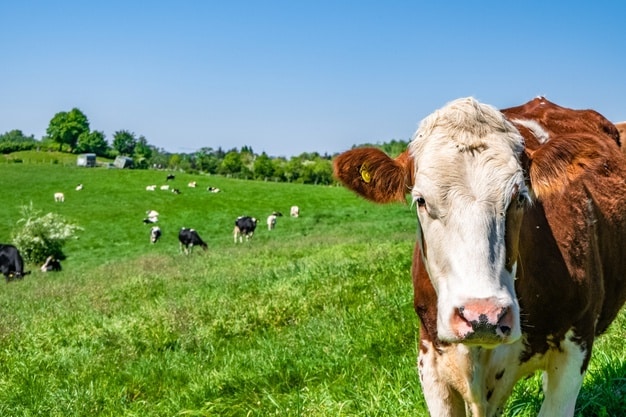 دراسة جدوى مزرعة أبقار